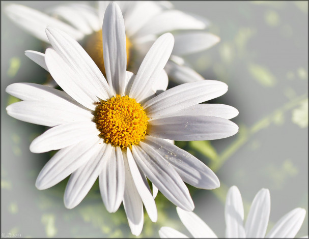 Обои картинки фото цветы, ромашки