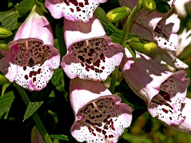 Обои картинки фото цветы, дигиталис, наперстянка