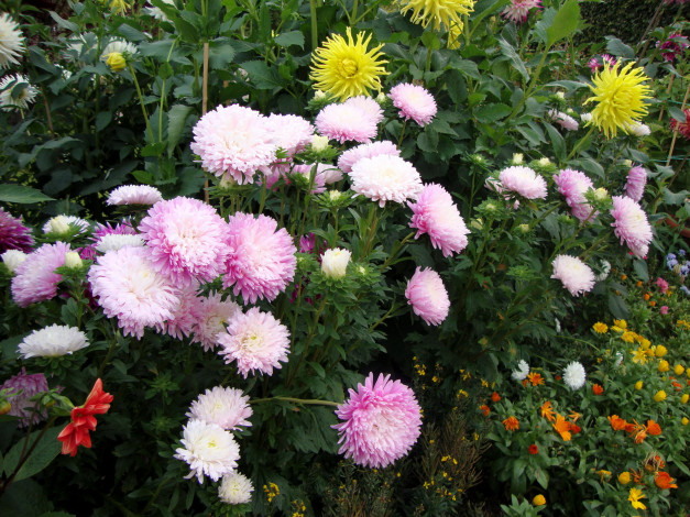 Обои картинки фото цветы, разные, вместе, астры