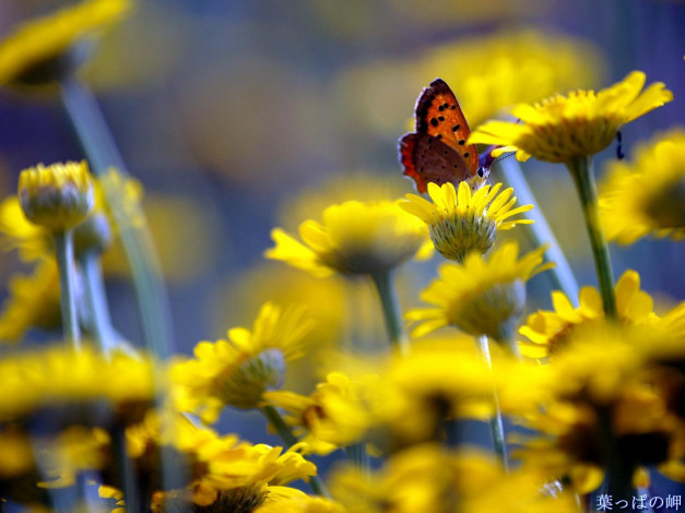 Обои картинки фото животные, бабочки, цветы, бабочка