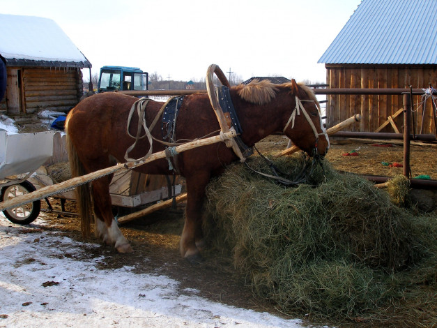Обои картинки фото животные, лошади, телега, конь, сено, оглобли