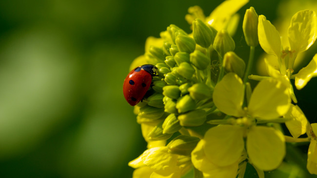 Обои картинки фото животные, божьи, коровки, цветок