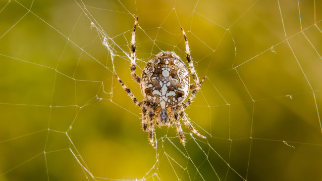 Обои картинки фото животные, пауки, паук, паутина