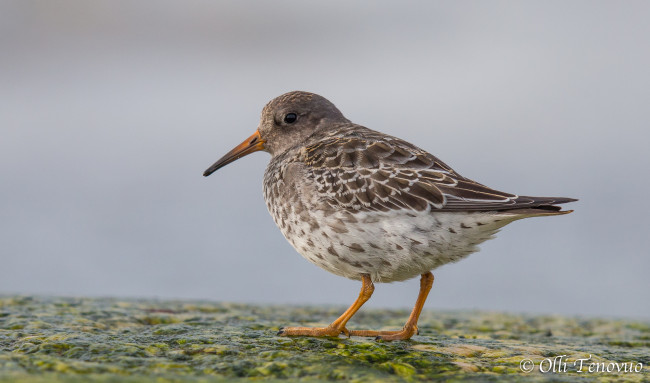 Обои картинки фото животные, птицы, птица