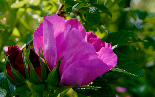 Обои картинки фото цветы, шиповник, лепестки