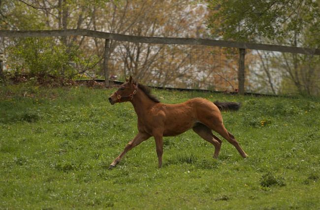 Обои картинки фото животные, лошади, лошадь