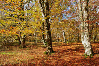 Картинка природа деревья