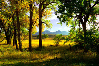 Картинка природа деревья