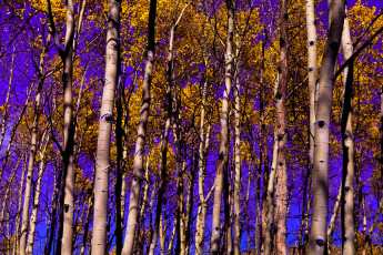 Картинка природа лес