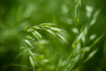 Картинка природа макро