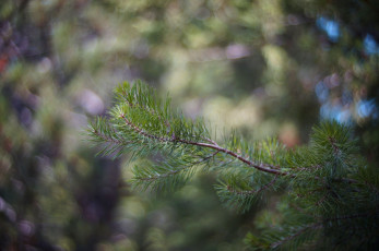 Картинка природа макро