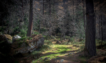 Картинка природа лес