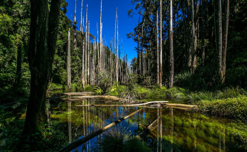 Картинка природа реки+озера