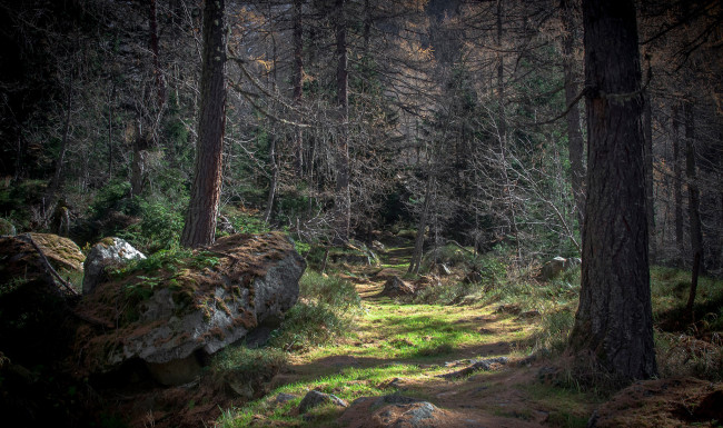 Обои картинки фото природа, лес