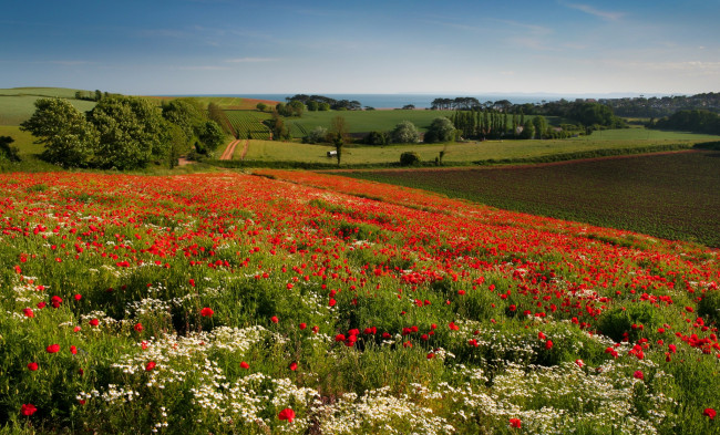 Обои картинки фото природа, луга