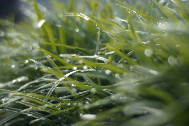 Обои картинки фото природа, макро