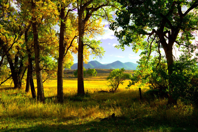 Обои картинки фото природа, деревья