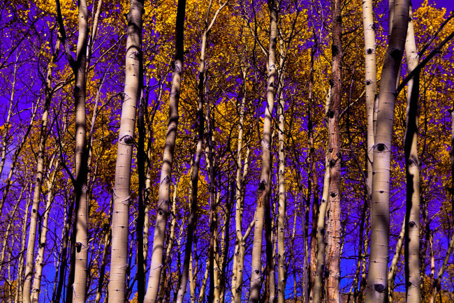 Обои картинки фото природа, лес