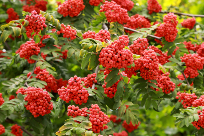 Обои картинки фото природа, Ягоды,  рябина