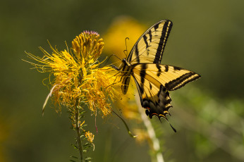 Картинка животные бабочки +мотыльки +моли бабочка