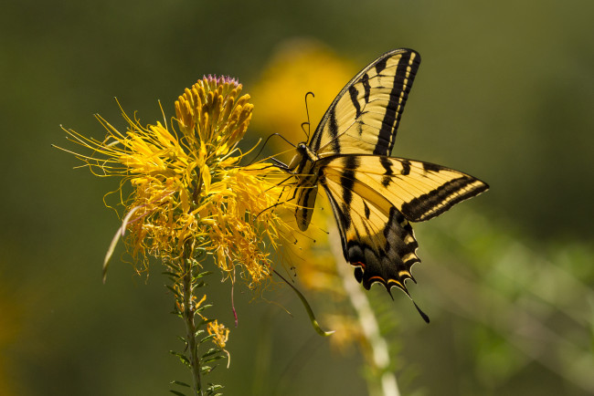Обои картинки фото животные, бабочки,  мотыльки,  моли, бабочка
