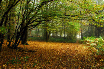 Картинка природа лес деревья