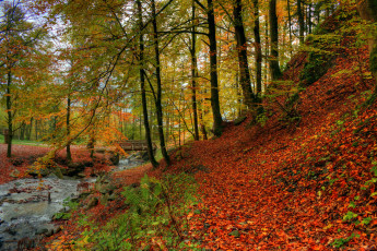 Картинка природа реки озера лес река