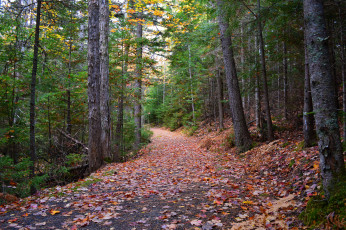 Картинка природа дороги тракт