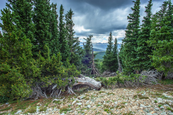 Картинка природа лес деревья