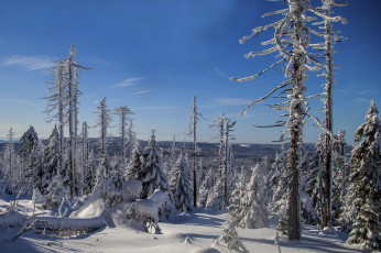 Картинка природа зима снег деревья лес