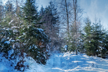 Картинка природа зима снег деревья лес