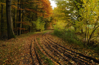 Картинка природа дороги тракт