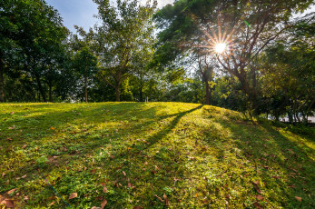 Картинка природа лес деревья