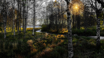 Картинка природа лес деревья