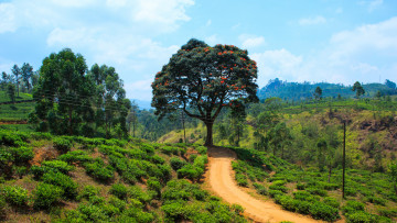 Картинка природа дороги тракт