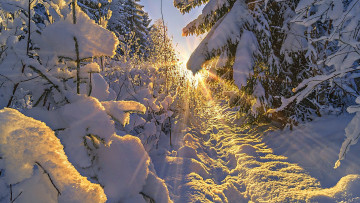 Картинка природа зима снег