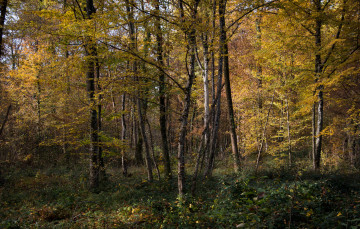 Картинка природа лес деревья