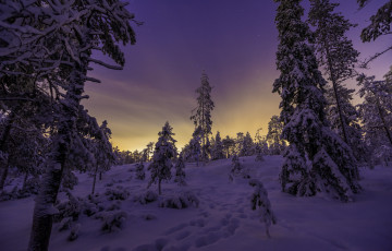 Картинка природа зима снег деревья лес