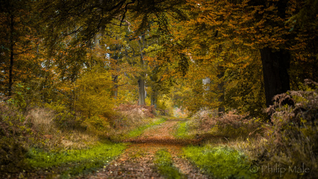 Обои картинки фото природа, дороги, тракт