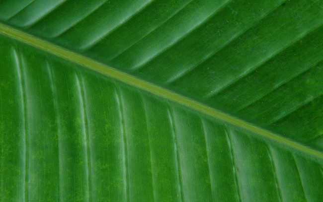 Обои картинки фото текстура, разное, текстуры, лист