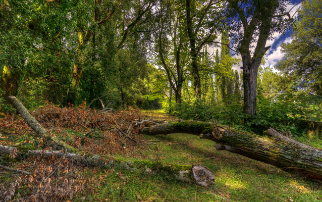 Обои картинки фото природа, лес, деревья