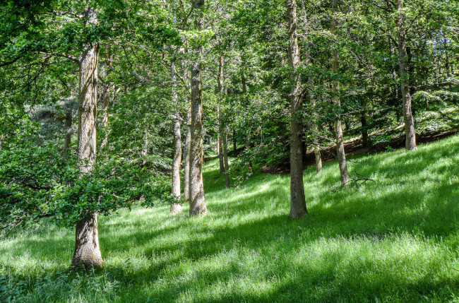 Обои картинки фото природа, лес, деревья