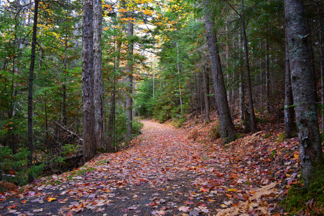 Обои картинки фото природа, дороги, тракт