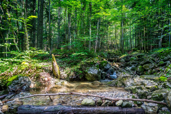 Обои картинки фото природа, лес, деревья