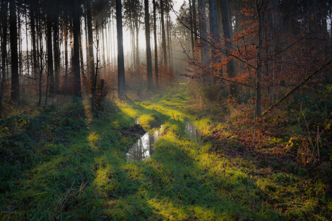 Обои картинки фото природа, лес, деревья