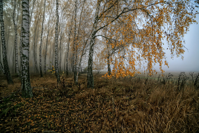 Обои картинки фото природа, лес, деревья