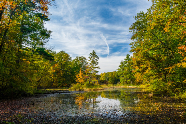 Обои картинки фото природа, реки, озера, лес, река