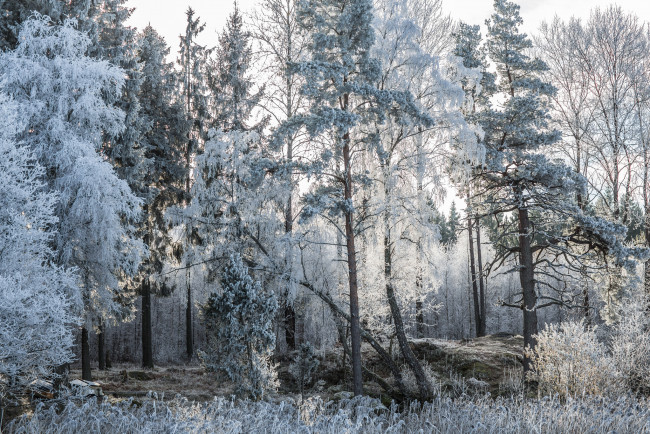 Обои картинки фото природа, зима, снег