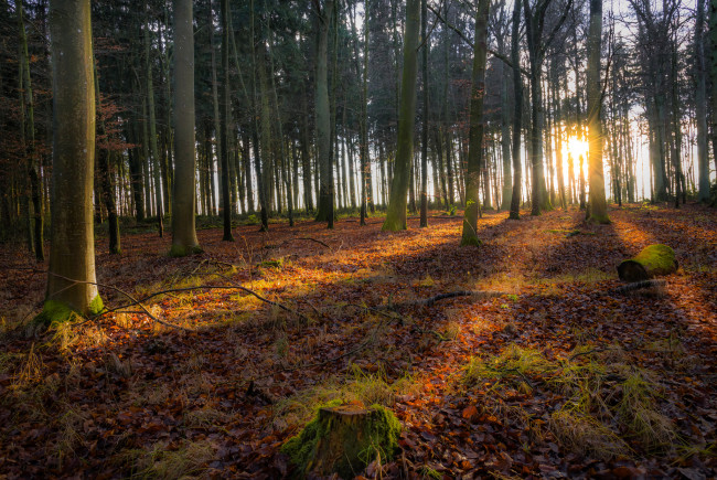 Обои картинки фото природа, лес, деревья