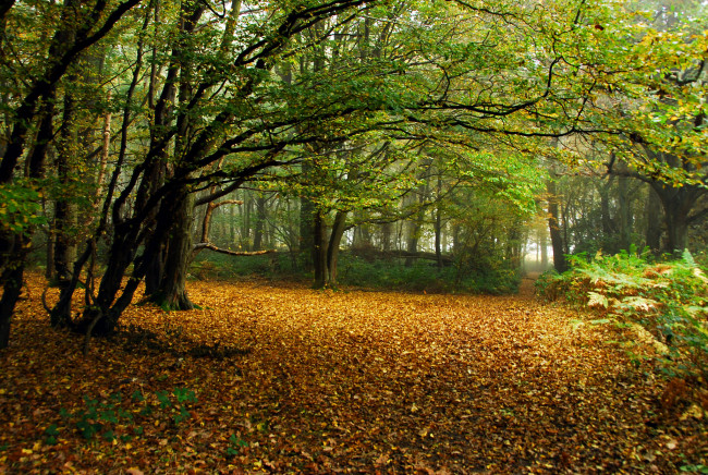 Обои картинки фото природа, лес, деревья